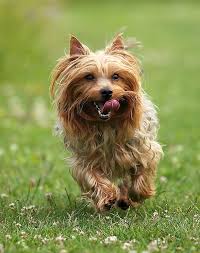 Nov 12, 2020 · the jumpers, the diggers, the climbers: 13 Australian Dog Breeds That Work Hard And Play Harder Purewow