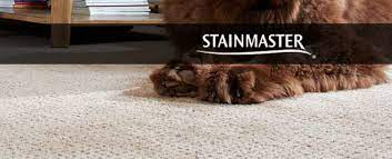 We did not find results for: Stainmaster Petprotect Carpet Review American Carpet Wholesalers