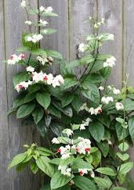Similar to the more popular white bleeding heart vine but red calyces with mauve blooms in 5 clusters. Pin On Flowers Plant Photos