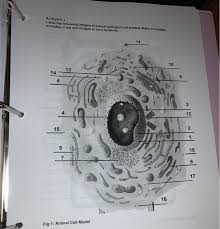 One half is labeled with plant cell parts: Activity 1 Label The Following Images Of Animal And Chegg Com