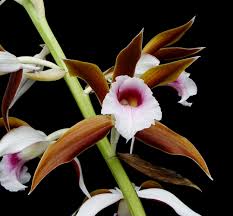 Image result for Phaius
