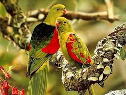 We did not find results for: 41 Hd Bird Wallpaper On Wallpapersafari