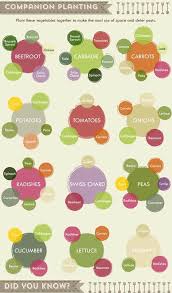 A Vegetable Growing Guide Infographic Cheat Sheet Tanaman Tumpang Sari Jenis Taman Desain Taman Sayur