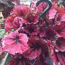 Pin Di 1a Freaky Plants A To D