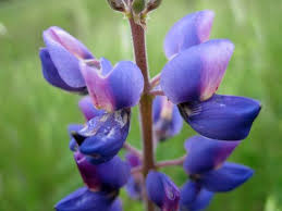Image result for Lupinus mexicanus
