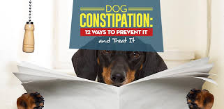 How to help your dog overcome constipation? Dog Constipation 12 Ways To Prevent And Treat Constipation In Dogs