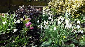 National Garden Scheme Snowdrop Festival 2019 The Frustrated Gardener Magical Garden Woodland Flowers Winter Garden