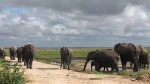 The good, the bad, the long, the short—it's all here. Amboseli National Park Kenya S Cestovni Kancelari Marco Polo Youtube