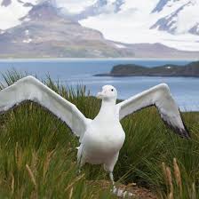 It was the last species of albatross to be described, and was long considered the same species as the tristan albatross and the antipodean albatross. Bbc Radio 4 Natural Histories Wandering Albatross Why The Albatross Is Master Of The Skies