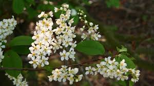 Plant identification apps are useful tools for gardeners and not only. Bird Cherry Prunus Padus British Trees Woodland Trust
