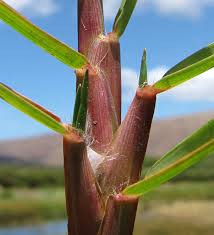 Image result for Paspalum vaginatum