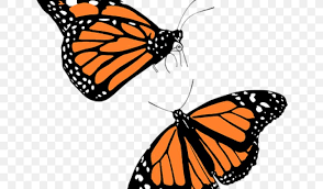 We did not find results for: The Monarch Butterfly Clip Art Vector Graphics Png 640x480px Butterfly Arthropod Black And White Brush Footed