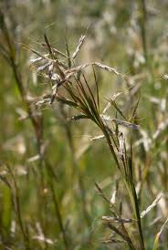 Image result for Hyparrhenia tamba