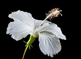 How to make edible hawaiian flowers. The Health Benefits Of Hibiscus Flower Eat Something Sexy