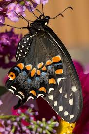 Black And Red Caterpillars On Azaleas Pipevine Swallowtail Adult Food Solely Nectar From Flowers Including Thistles Cirsium Species Bergamot Li Beautiful Butterflies Butterfly Chrysalis Moth