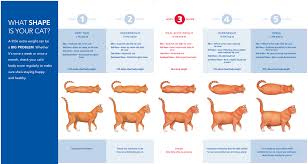 Is there an average number you should aim for, though? Cat Weight Chart Sphynxlair