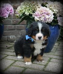 Yourdog berner sennen puppy 12kg yourdog is gemaakt van natuurlijke ingrediënten zoals buffel en. Berner Sennen Pups Klein Alpenhof