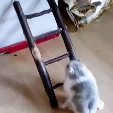 My Climbing The Career Ladder Animals Matter Funny Animal Pictures Cute Animals