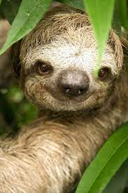 Sloth Bob Ross Afro Blog Cute Animals Smiling Sloth Animals Wild
