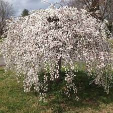 Maybe you would like to learn more about one of these? Weeping Yoshino Cherry Tree Plantingtree