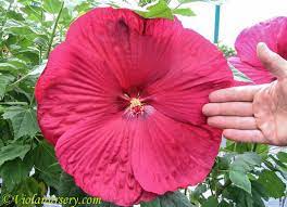 Shop marble dinner plates, glass dinner plates, wooden dinner plates, disposable dinner plates, and more! Perennial Hibiscus Blooms The Size Of A Dinner Plate Hibiscus Love Flowers Perennials