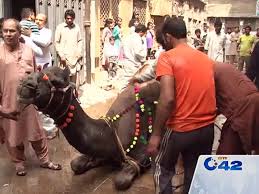 Camel qurbani at rana brother house 2019 jutt4 pagla goru pagla koshai 2019 horse dance jashne bodla bahar day 2nd 2017 abadi shahbaz nagar pakpattan 26 angry camel qurbani in ramzan at butcher shop | camel qurbani video 2019 bull race parila jhelum. Camel Qurbani Video Dailymotion