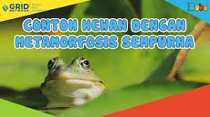 Hemimetabola juga dikenal dengan metamorfosis tidak sempurna. Metamorfosis Sempurna Dan Tidak Sempurna Lengkap Dengan Proses Serta Contohnya Tribunnews Com Mobile