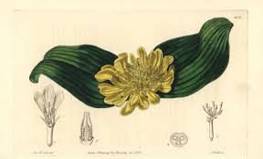 Image result for Daubenya