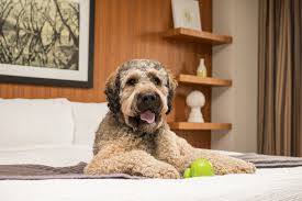 Coffee machine brands australian labradoodle miniature. Halifax Halifax Dog Photographer Blog Wet Nose Images