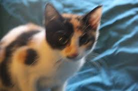 Your gift today provides safe shelter, medical care and food for homeless animals in tampa bay. Tampa Fl Calico Meet Libby Calico Kitten A Pet For Adoption
