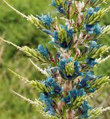 Puya Alpestris Blooming Succulents Planting Succulents Succulents Garden