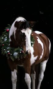 tierfotografie katze hund und pferd weihnachten tiere niedliche pferde lustige hundekostume