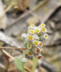 Image result for Vellereophyton dealbatum