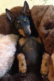 Rat Terrier Black And Brown Manchester Terrier English Toy Terrier Black And Tan Terrier Dogs Puppy Toy Manchester Terrier English Toy Terrier Manchester Terrier