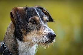 View this post on instagram. Dachshund Terrier Mix Dorkie Welcome To The Sausage Dog World