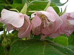 Image result for Dombeya burgessiae