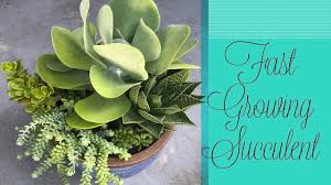 Check out our flapjack succulent selection for the very best in unique or custom, handmade pieces from our succulents shops. Kalanchoe Flapjack Is Taking Over My Pot A Girl With A Garden Youtube