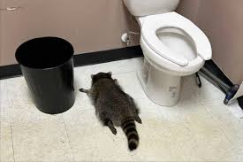 Raccoon goes on drunken rampage in Virginia liquor store, passes out on bathroom floor