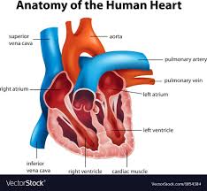 Human Heart Anatomy