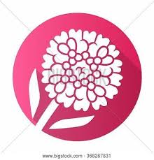 Pictured here is the purple dome aster that we have growing. Candytuft Pink Flat Vector Photo Free Trial Bigstock
