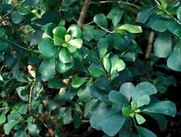 Image result for Ficus craterostoma