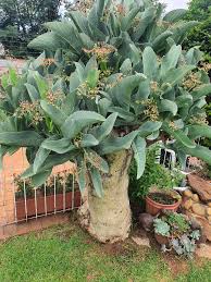 Image result for Cyphostemma subciliatum