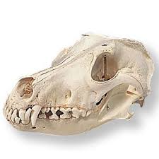Pin By Juho Laitila On Animals Dog Skull Animal Skulls Animal Drawings