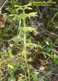 Image result for Lycopodiella cernua