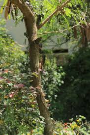 Image result for Steganotaenia hockii