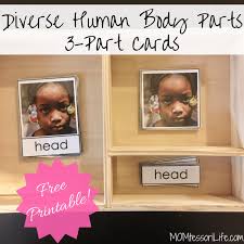 Available free to members of our printables library, which contains over 50 free printable resources for toddlers and preschoolers. Diverse Human Body Parts 3 Part Cards Free Printable Momtessori Life