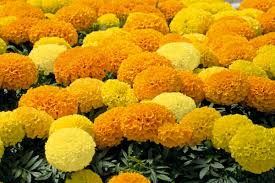 Image result for Tagetes erecta
