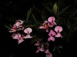 Image result for Virgilia