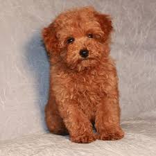 These fluffy toy poodle puppies are intelligent, affectionate, and energetic. Miniature Red Poodles For Sale Akc Poodles Toy Apricot Bear Dog Teddy Bear Dog Teddy Bear Poodle