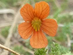 Image result for Jamesbrittenia